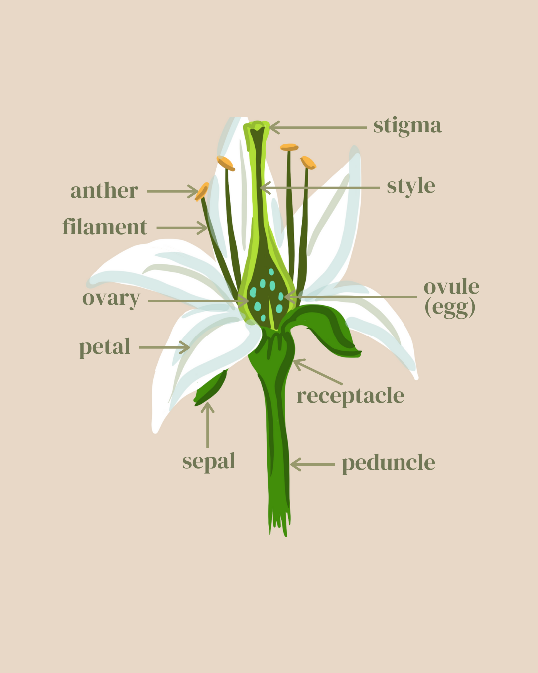 Flower Anatomy Best Flower Site