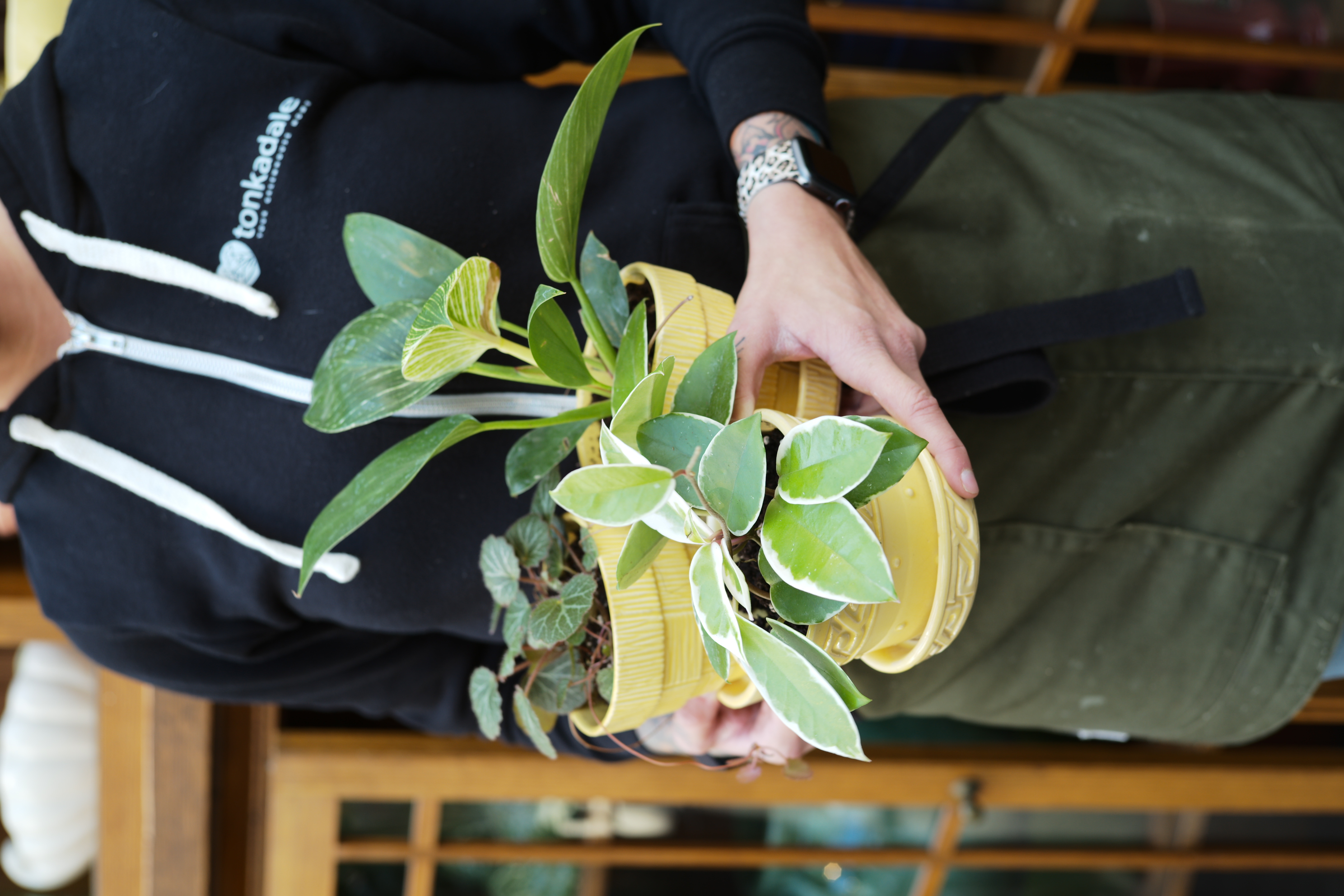 Monstera Deliciosa - Tonkadale