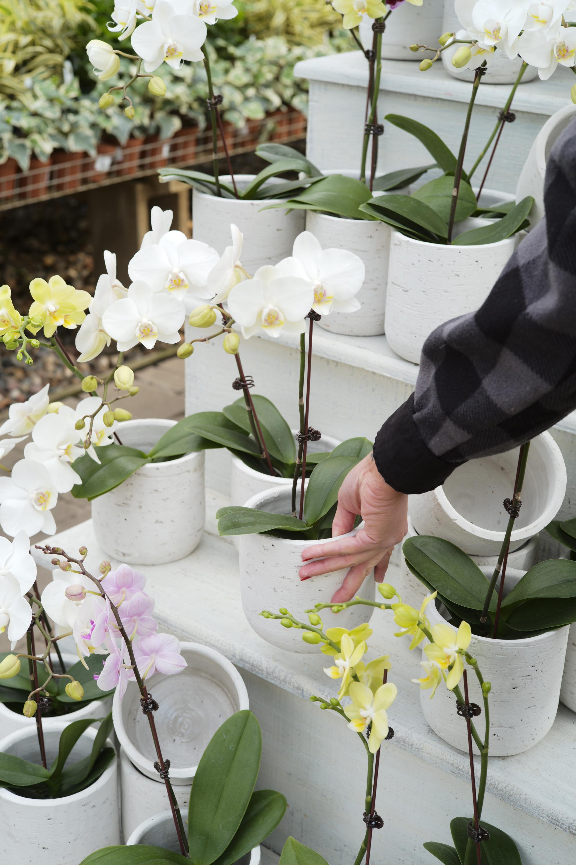 Phalaenopsis Orchid Care And Re Potting Tonkadale