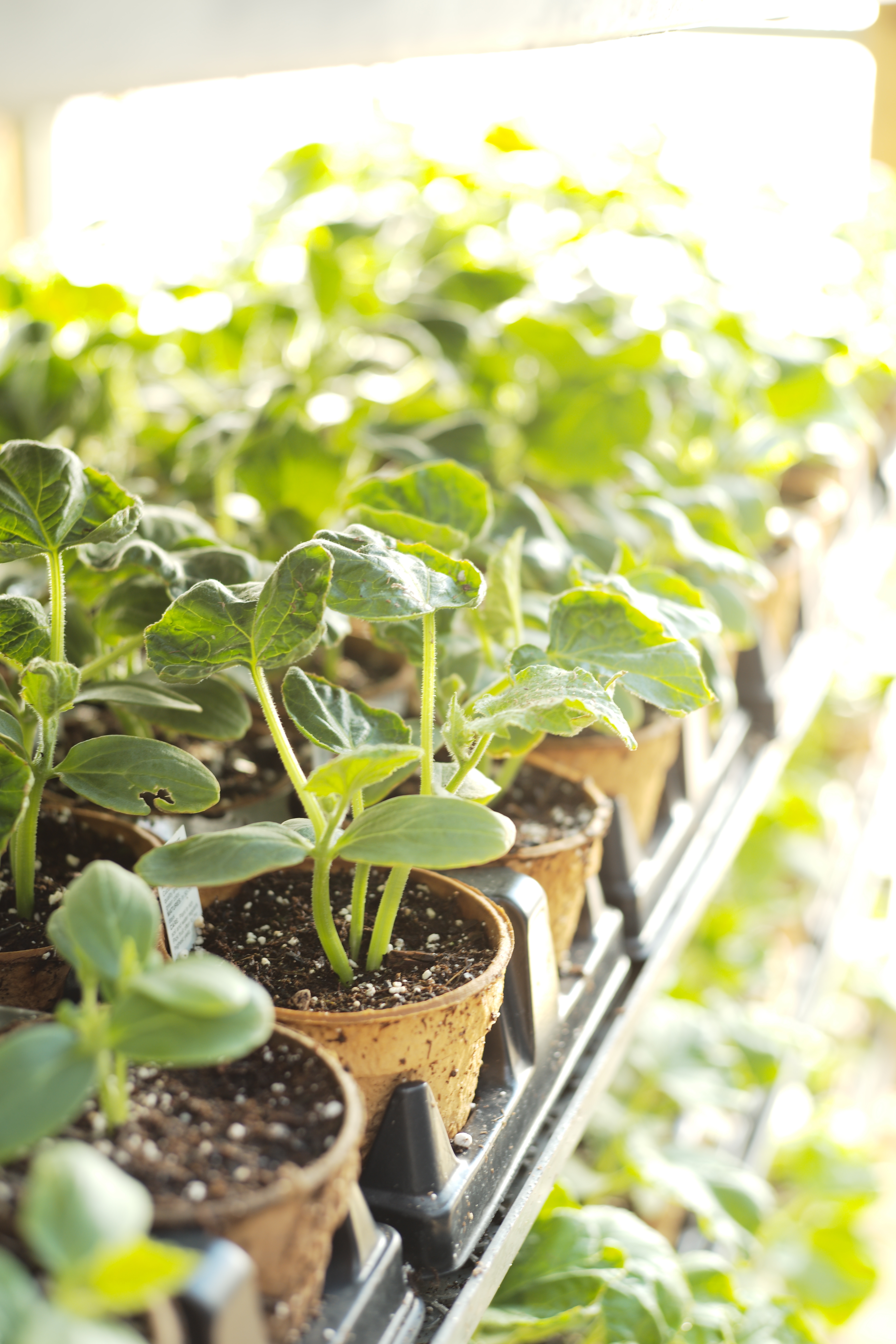 Gardening Quiz Time : Is tomato a fruit or a vegetable? 🍅 #gardening