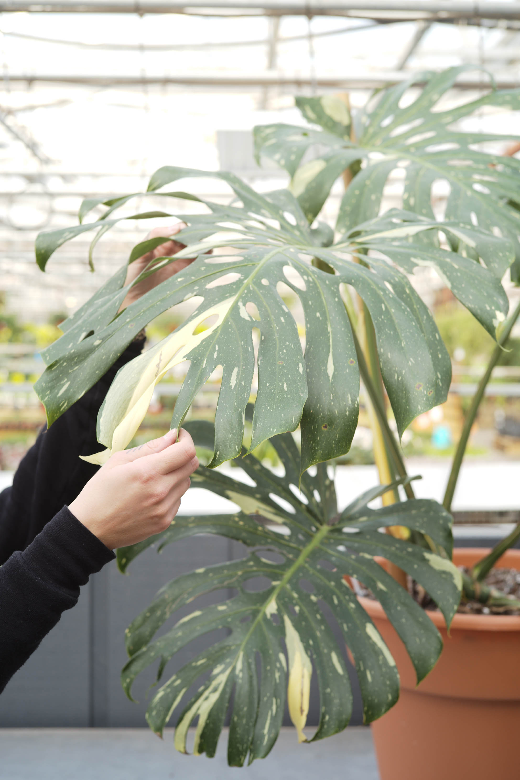 house plants for morning sun