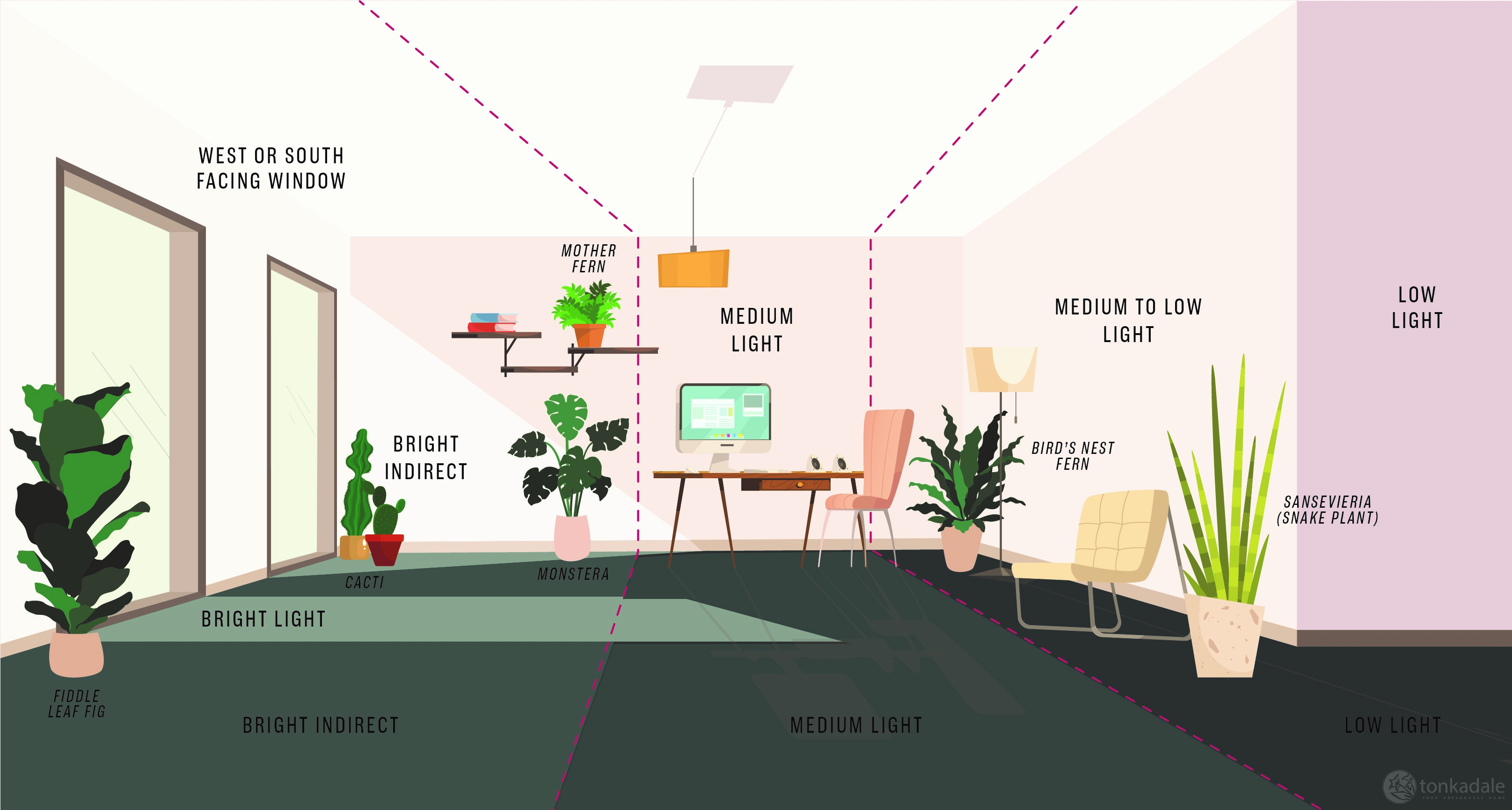 plants that grow in indirect sunlight