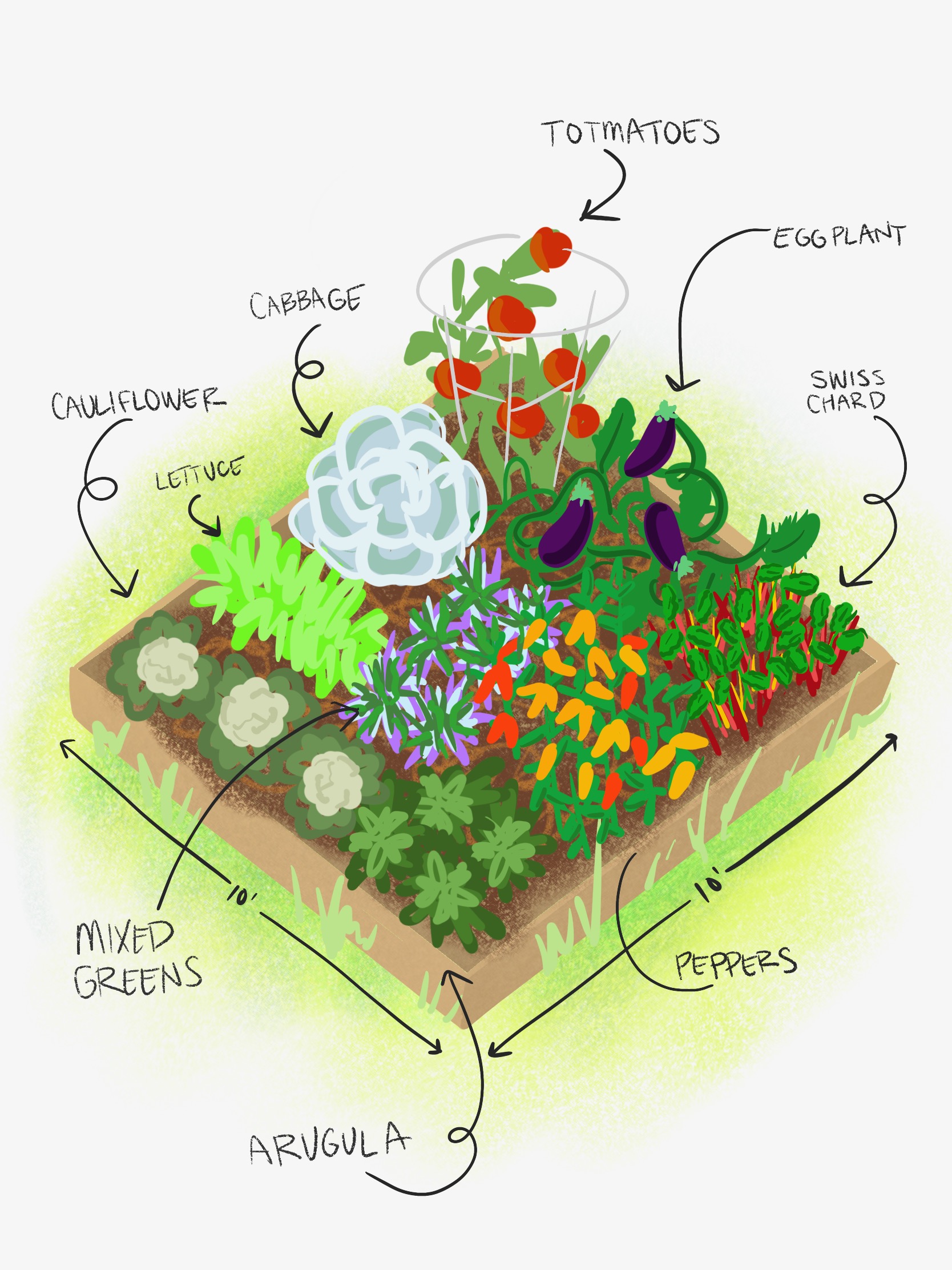 vegetable garden layout